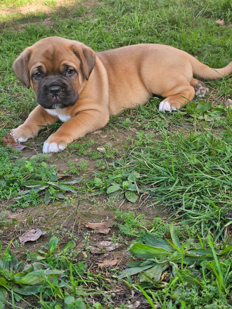 de la Tribu de Massaï - Chiot disponible  - Dogue de Bordeaux