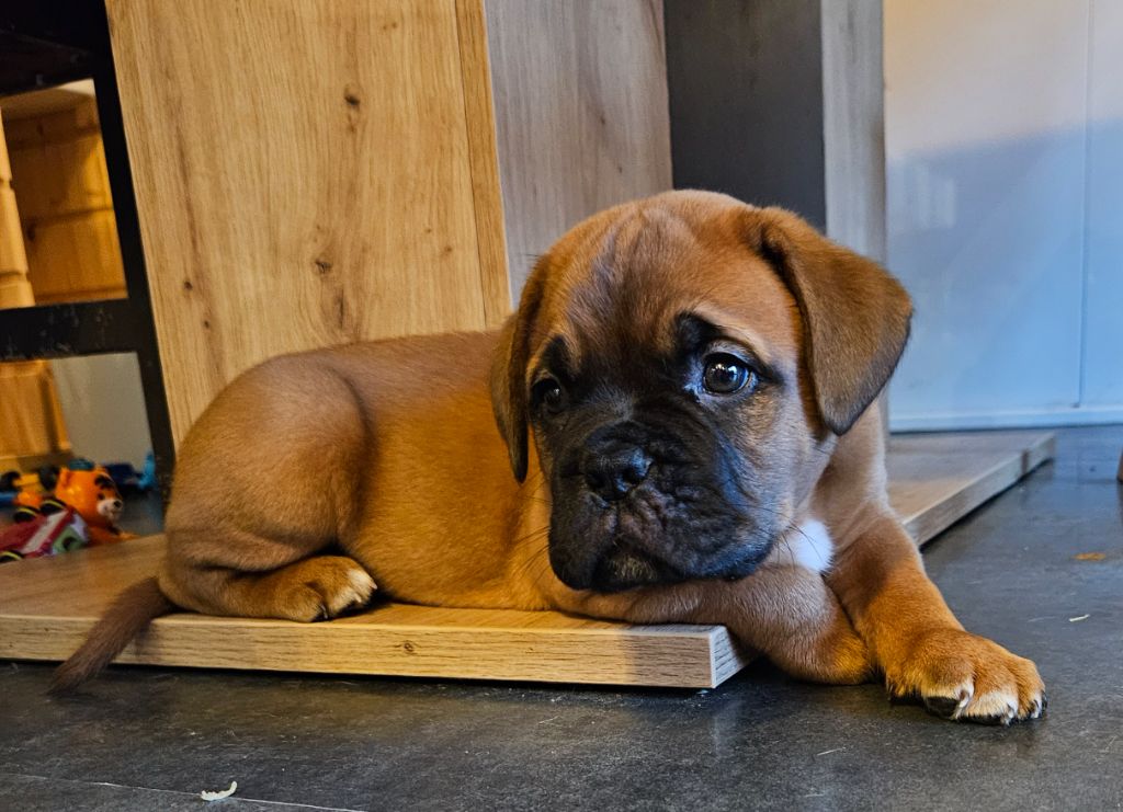 de la Tribu de Massaï - Chiot disponible  - Dogue de Bordeaux