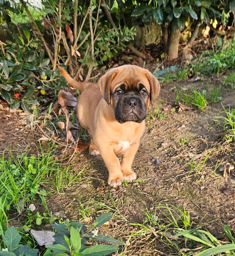 de la Tribu de Massaï - Chiot disponible  - Dogue de Bordeaux