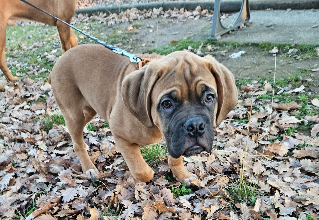 de la Tribu de Massaï - Chiot disponible  - Dogue de Bordeaux