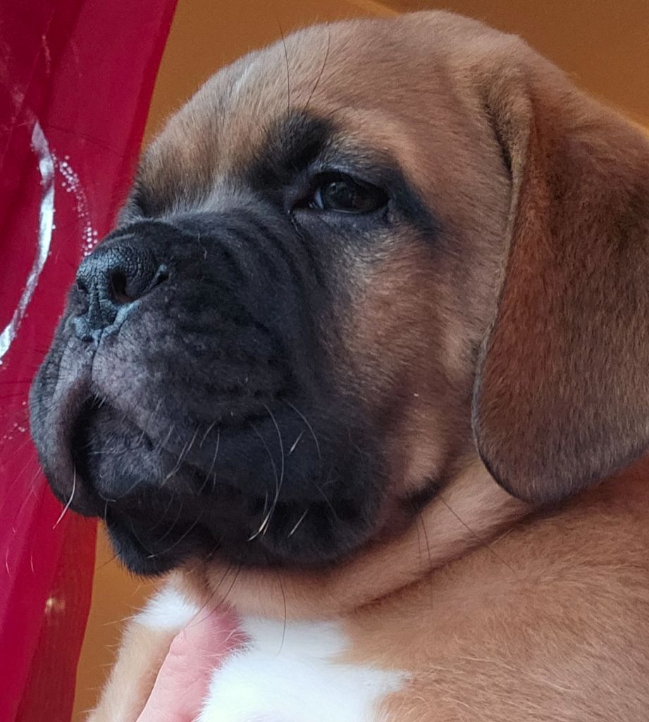 de la Tribu de Massaï - Chiot disponible  - Dogue de Bordeaux