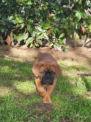 de la Tribu de Massaï - Dogue de Bordeaux - Portée née le 30/09/2024