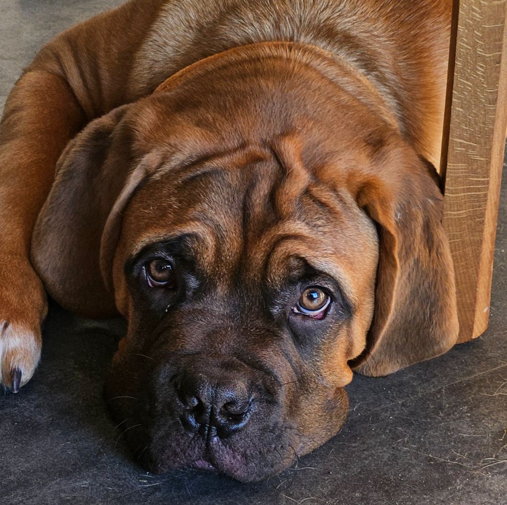 de la Tribu de Massaï - Chiot disponible  - Dogue de Bordeaux