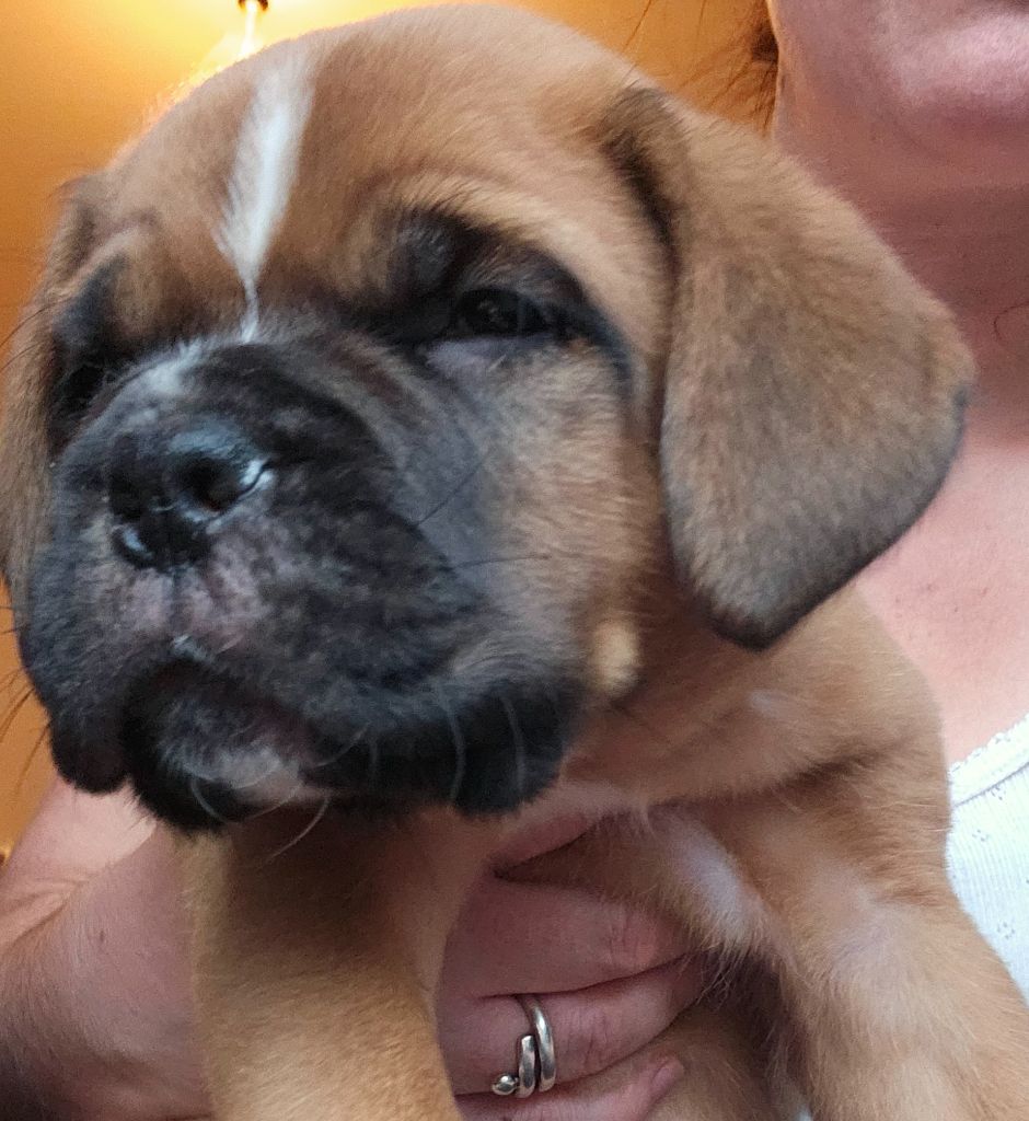 de la Tribu de Massaï - Chiot disponible  - Dogue de Bordeaux