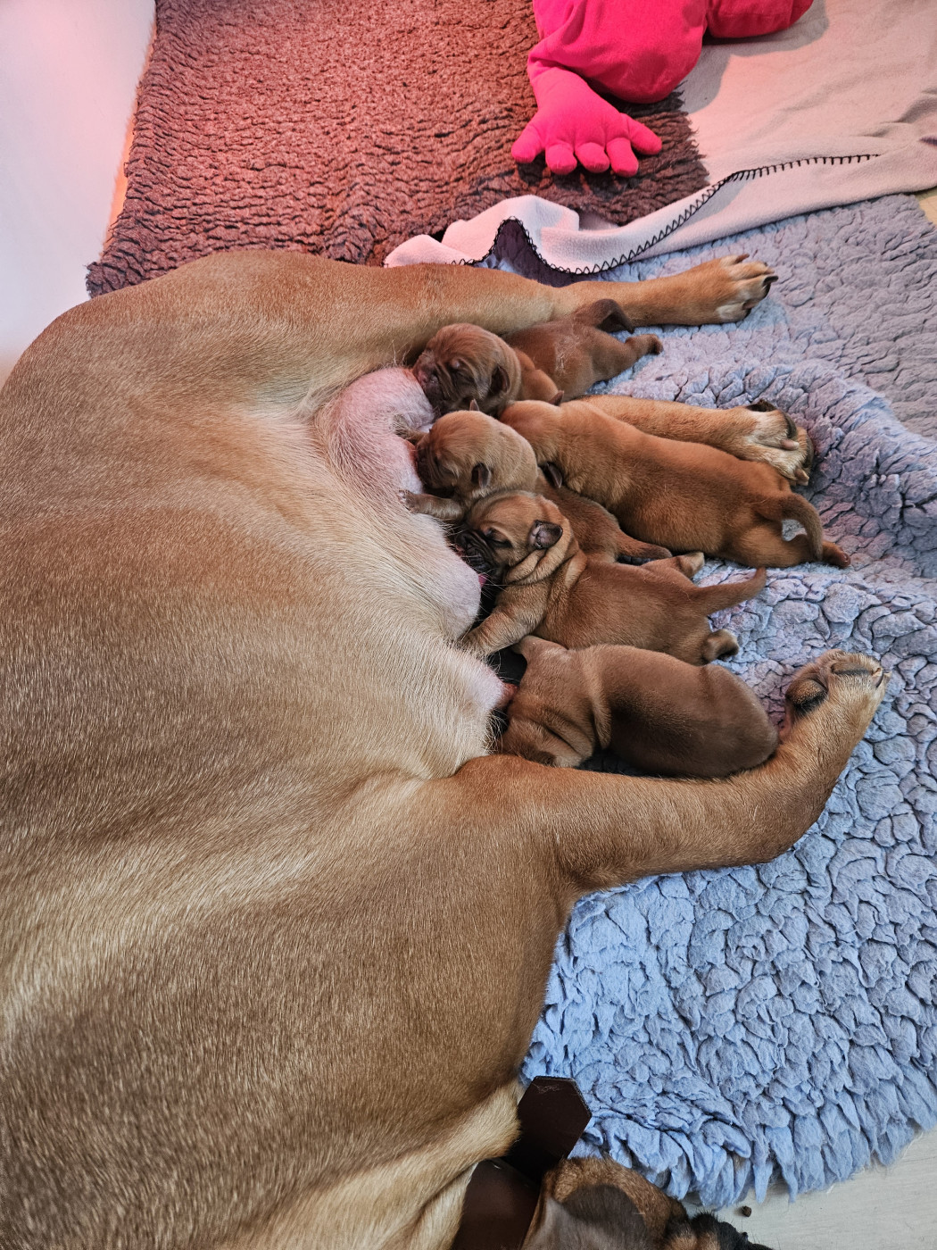 de la Tribu de Massaï - Dogue de Bordeaux - Portée née le 16/09/2026
